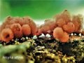 Myxomycetes